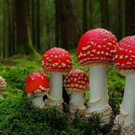 درمان افسردگی با قارچ‌ های جادویی