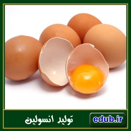 تولید انسولین از زرده تخم‌مرغ