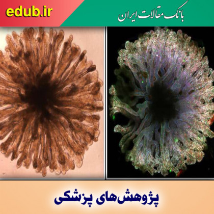 یک گام بزرگ به سمت ساخت کلیه مینیاتوری