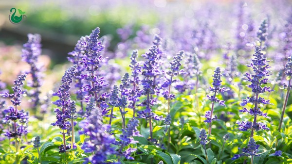 گیاهی برای افزایش حافظه و کاهش افکار منفی