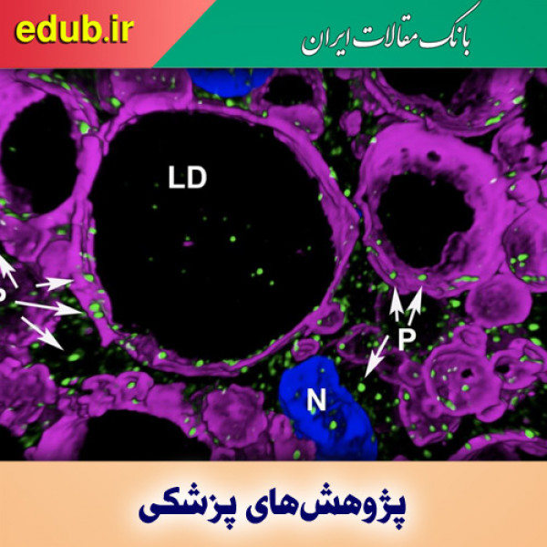 کشف پروتیینی که مانع چربی سوزی می‌شود
