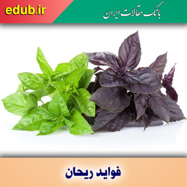 فواید ریحان در تقویت سیستم ایمنی بدن و کاهش درد